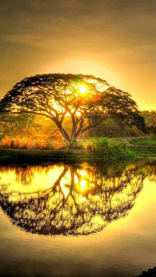 tree